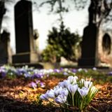 ZeLeaders 16: Cemetry Walking as a Life Mastery Tool