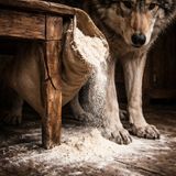 Flour spills across wolf paws