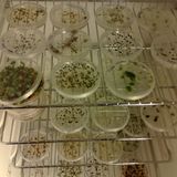 In Puglia salvati 100 cereali e 48 legumi in Banca Germoplasma