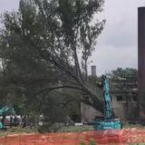 Abbattimento alberi all’Ex Lanerossi, diffida di Legambiente. Il Comune: “E’ autorizzato”