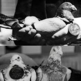 15 | How Pigeons Helped Win WWII: The Secret History of Wartime Messengers