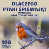 #109 Komunikacja ptaków – groźby, kłamstwa i zaloty w ptasim świecie | prof. Tomasz Osiejuk