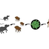 Survival Medicine Podcast: Instruments, Rats, Hair Loss