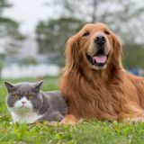 Dicas para melhorar a relação entre cães e gatos