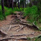 La biodiversità fa crescere la disponibilità di fosforo nel suolo