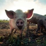 En Clave Rural: El sector porcino español saca pecho