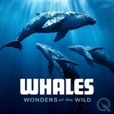 Whales: Titans of the Deep