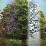 Rob McConnell Interviews - DR. JOSEPH CARDILLO - Nature's Five Seasons