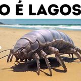 Criaturas Que Você Não Gostaria de Encontrar Na Vida Real