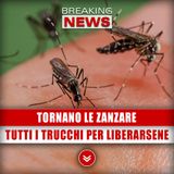 Tornano Le Zanzare: Tutti I Trucchi Per Liberarsene!