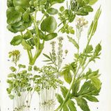 Show 234: Watercress, Waterleaf and Bush Honeysuckle