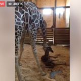 April The Giraffe Finally Gives Birth