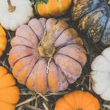 Costume parade, magic show, hayrides and more: St Joe Today's Downtown Spooktacular fun for families (Oct. 18, 2025)