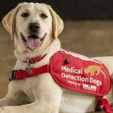 The UK peak & could Covid-19 detecting dogs get us out of lockdown?  | 22 April 2020