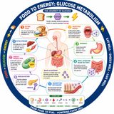 EP- 279💥 Glucose: The Secret Fuel of Life | গ্লুকোজ—জীবনের গোপন জ্বালানি | wellness podcast