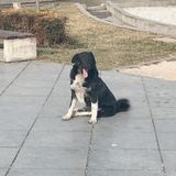 12 - Tbilisi, la capitale georgiana tra "khinkali" e cani randagi