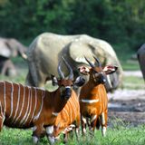 Nella foresta degli elefanti: viaggio nel cuore verde dell’Africa