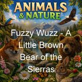 Fuzzy Wuzz - A Little Brown Bear of the Sierras - Allen Chaffee