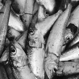 Lucilla Titta (IEO): «Consumare pesce azzurro salva la vita»