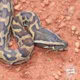 012.2 African Rock Python