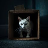 Lettera di accompagnamento a gatto bianco - Davide Rossi