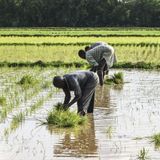 IA et désinformation, riziculture à Dogondoutchi et risques liés aux puits ouverts (Le Niger sur Kalangou)