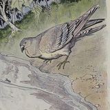De Mier en de Duif | Aesopus Fabels
