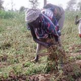 Agriculture, environnement et initiatives locales (Le  Niger sur Kalangou)