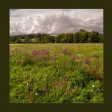 #221 Il giardino non finisce coi fiori: bellezza anche in secco