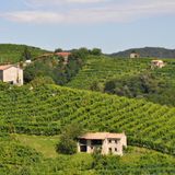 Dagli Euganei alle Colline del Prosecco: domenica 22 marzo il Veneto celebra i suoi Colli
