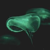 23 - Lucciole o meduse per illuminare casa? La bioluminescenza - Biologia e Biotecnologie