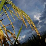 Dai batteri delle radici un assist per colture di riso meno impattanti