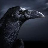 The Book Of Black Crow