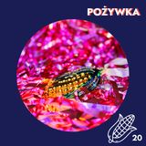 85. Co to są tamales? Podcastowy Kalendarz Adwentowy 2024