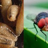 New World Screw Worm Causing Problems, Leadership at WVU and Weld's Study of Wellsburg