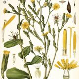Show 236: Wild Grapes, Wild Lettuce and Trailing Arbutus