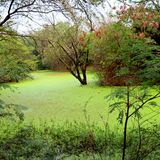 Quella perdita nascosta di biodiversità che minaccia il Pianeta