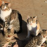 Ecología para todos: El gato como temible depredador de la naturaleza