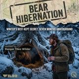Bear Hibernation - Discover Nature's Greatest Sleep with Ranger Theo Wilder