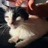 Personal Anecdotes: Facing the Loss of a Beloved Pet