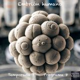 Embrión humano