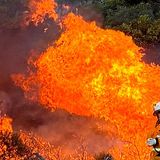 Australia, cresce l'impatto degli incendi sul sottobosco e la biodiversità