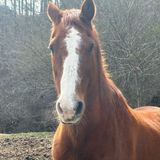 Untethering from Death Book! Psalm 55 - SPIRITWARS FRONTLINES