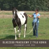 Dlaczego pracujemy z tyłu konia - fragment live 255