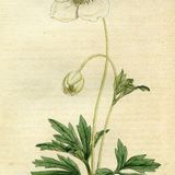 Show 309: Anemone