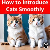Steps to Introducing New Cats