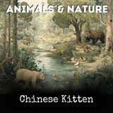 Chinese Kitten - Edna Adelaide Brown