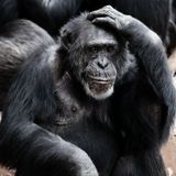Episode 136 Don't Let AI Do Your Thinking