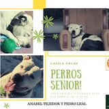 Perros Senior