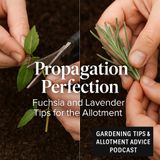 🎧 Propagation Perfection: Fuchsia and Lavender Tips for the Allotment | Gardening Tips & Allotment Advice Podcast